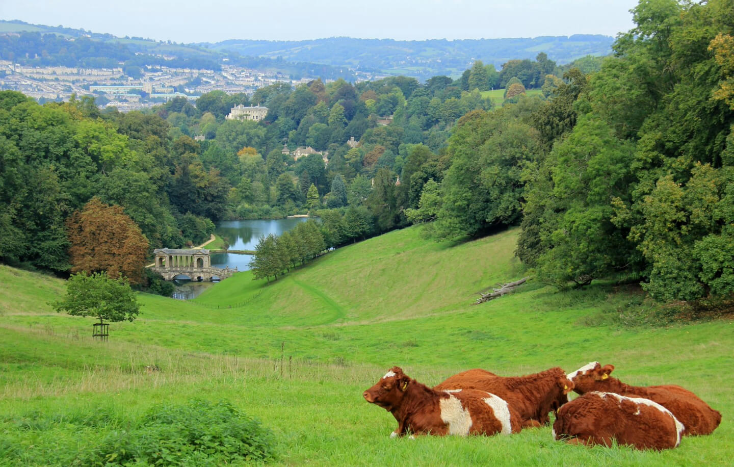 Student Accommodation in Combe Down, Bath - cows in Prior Park