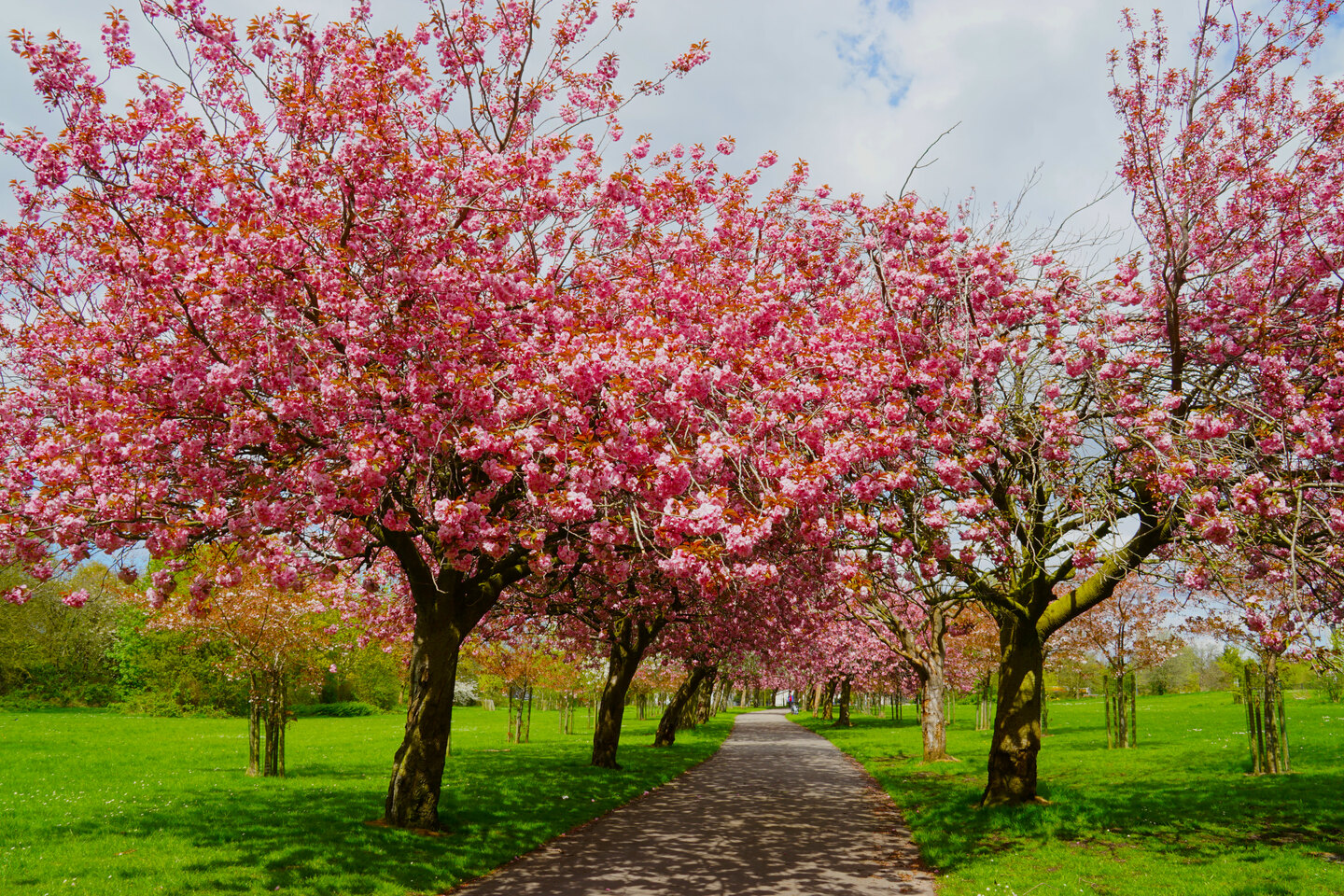 Student Accommodation in Wavertree - blossom trees surrounding a path in Wavertree Botanic Gardens