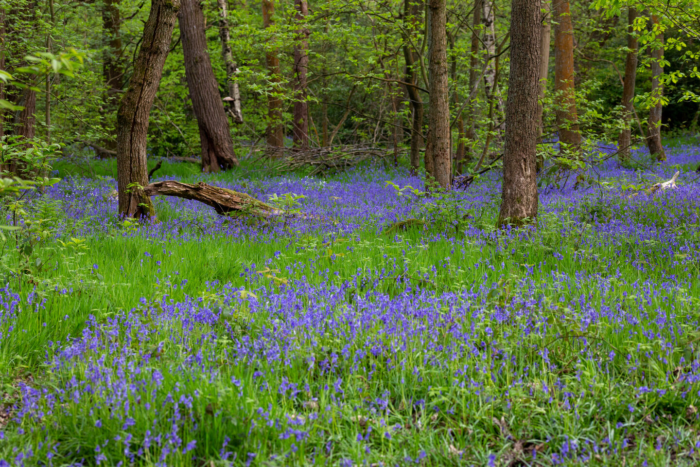 Student Accommodation in Ecclesall - bluebells in Ecclesall Woods